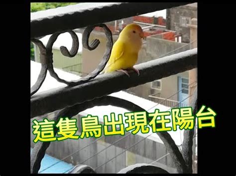 陽台有鳥風水